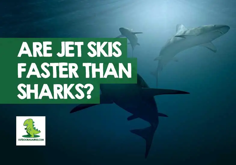 can a jet ski outrun a shark